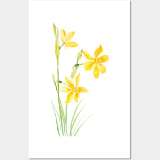 yellow narcissus  watercolor painting Posters and Art